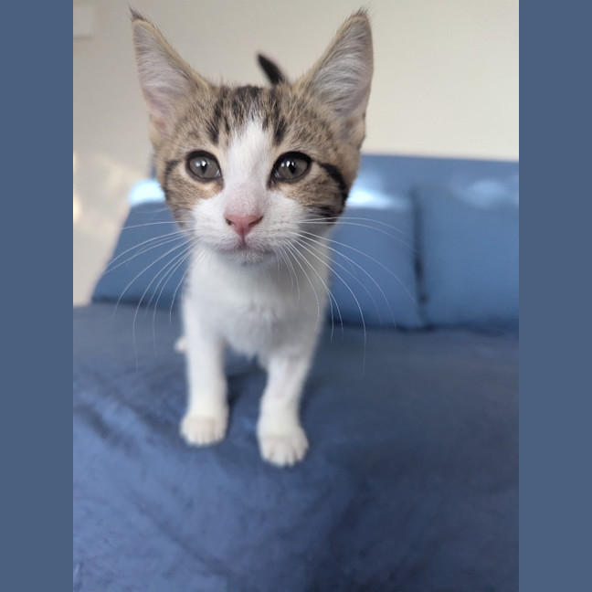 Photo of Sophia Golden