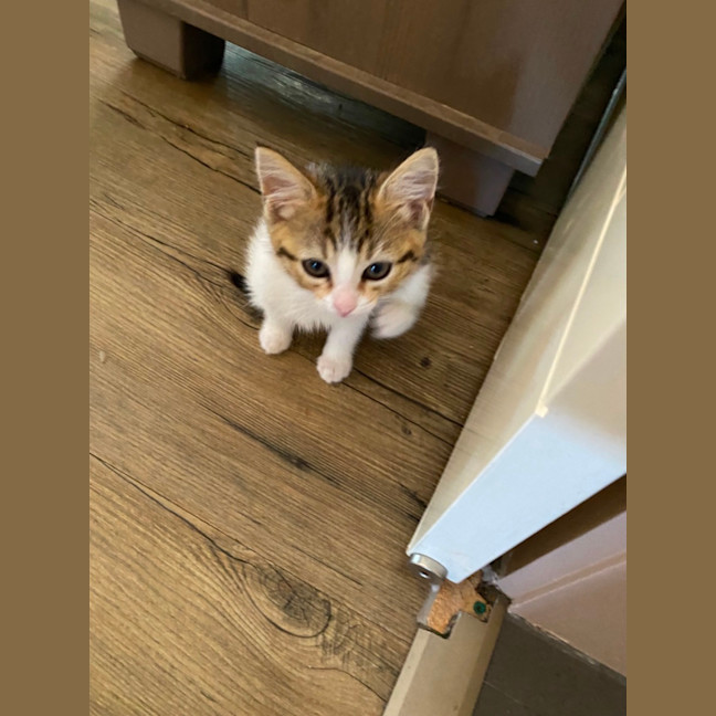 Photo of Belle   Meet Me At Petstock Chelsea