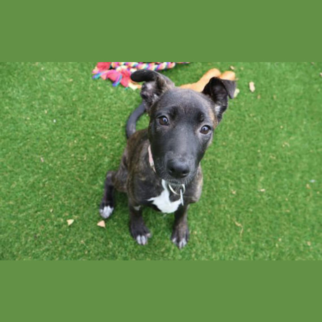 Photo of Dottie