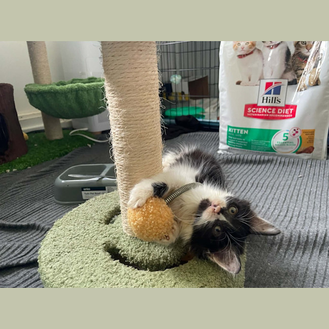 Photo of Echo