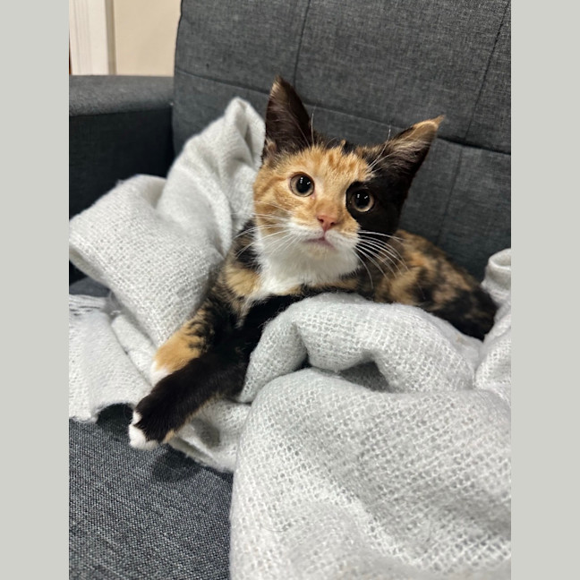 Photo of Toffee