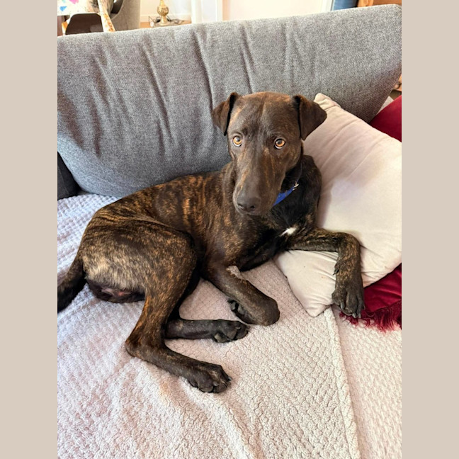 Photo of Baxter