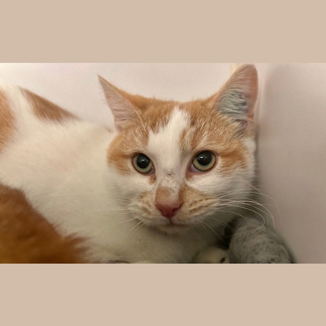 Photo of Nauruk