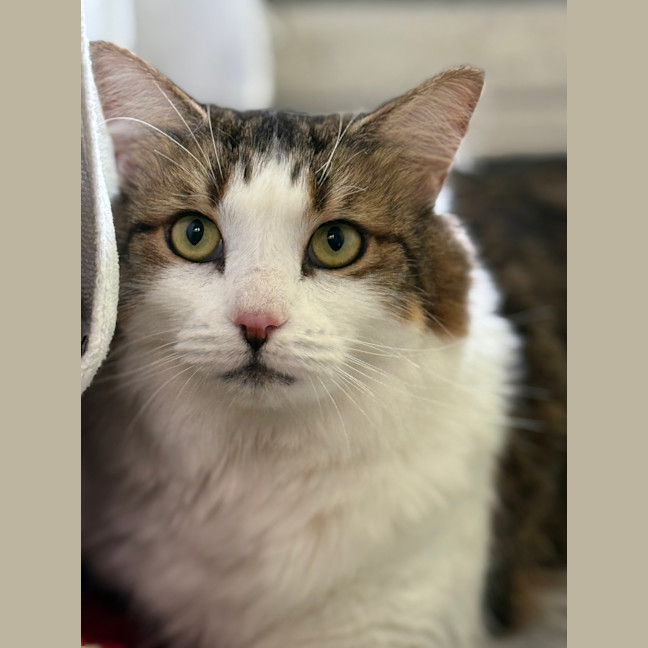 Photo of Kismet