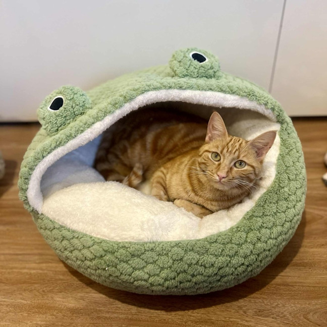 Photo of Saffron   In Foster Care In Doreen