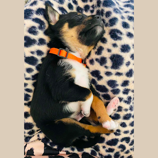 Photo of Alfie