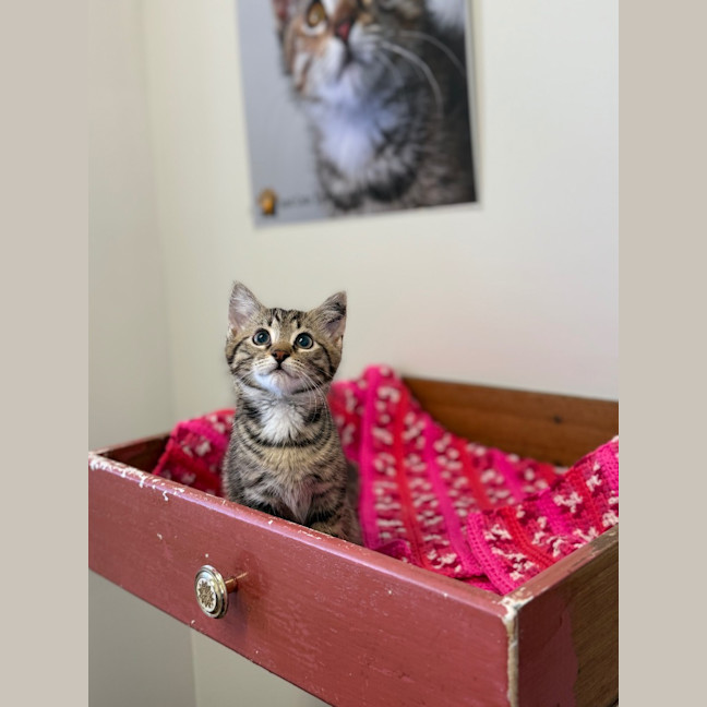 Photo of Frodo