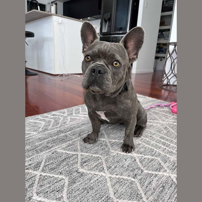 Photo of D1261 Ngara