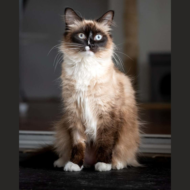 Photo of Scarlet