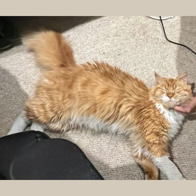 Photo of Luffy