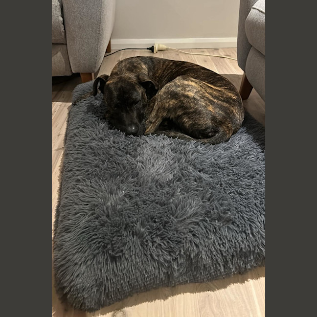 Photo of Caesar   1 Year Old Mastiff X