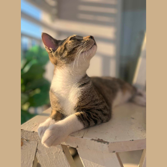 Photo of Schooner