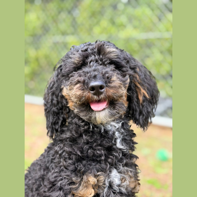 Photo of Teddy
