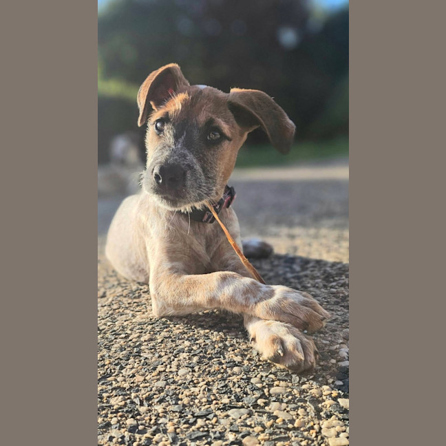 Photo of Tula
