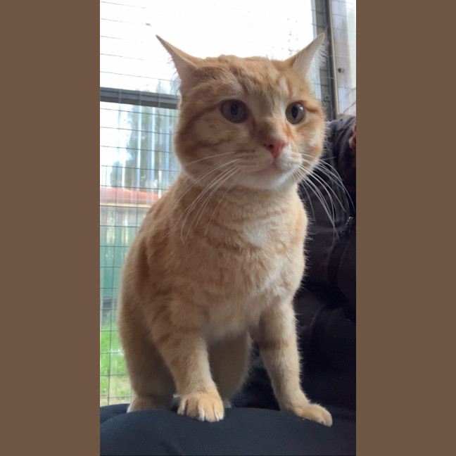 Photo of Pumpkin Sam