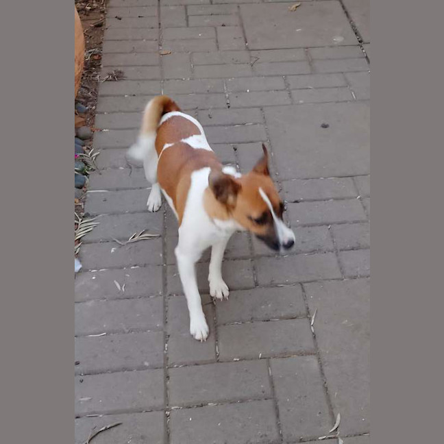 Photo of Pip