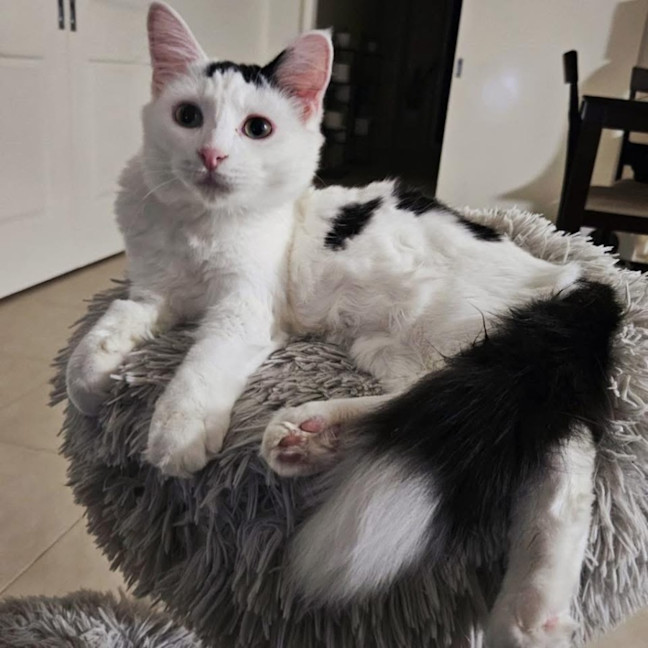 Photo of 12066   Sheldon