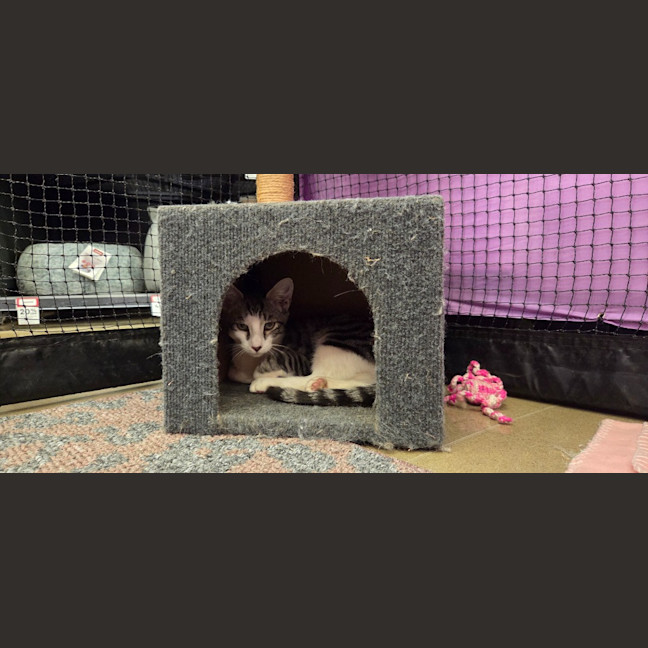 Photo of Pixie