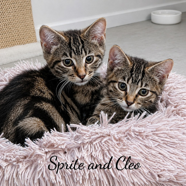 Photo of Cleo