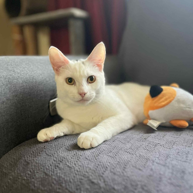 Photo of Haku   Located In Preston