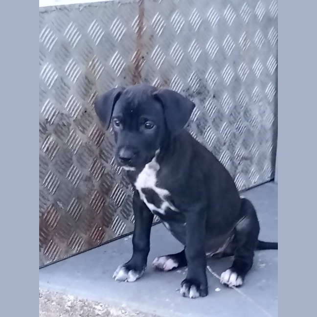 Photo of Tippy 