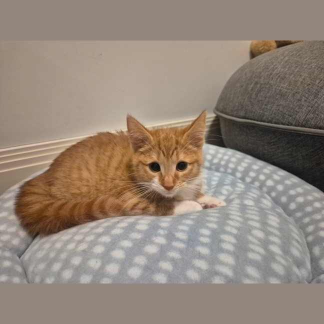 Photo of Simba