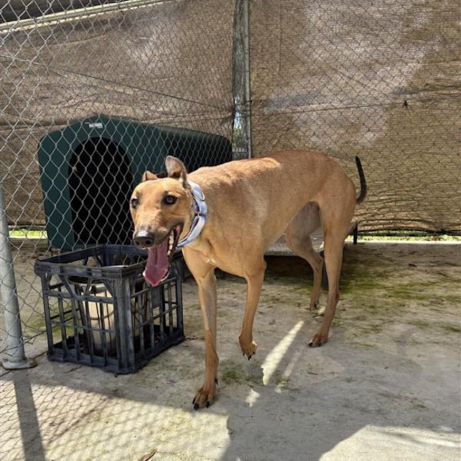 Photo of Delphine The Greyhound