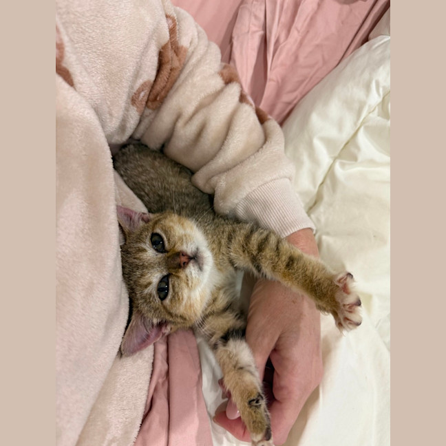 Photo of Kora