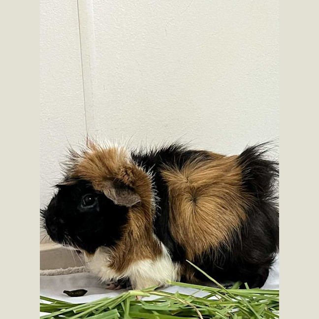 Photo of Piccolo
