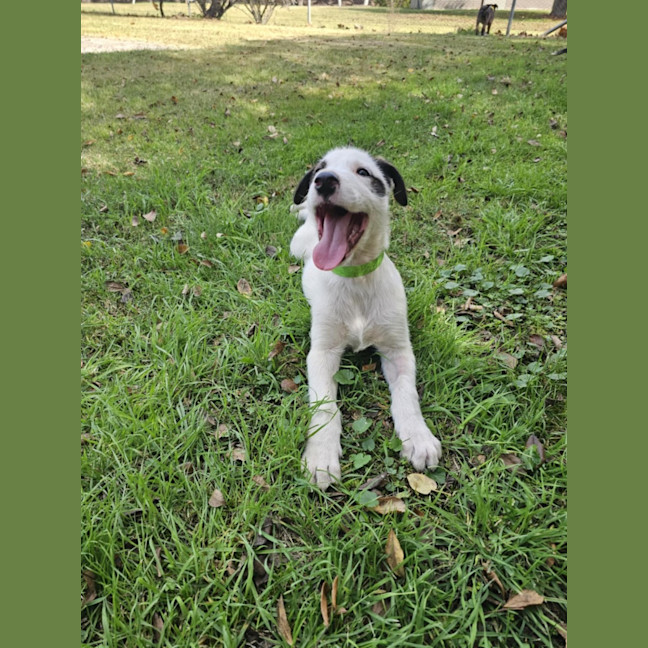 Photo of Wolfie Kids 