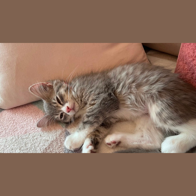 Photo of Cinder