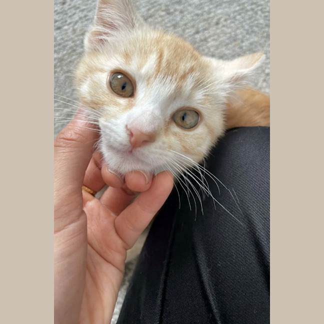 Photo of Macaroni Kitten