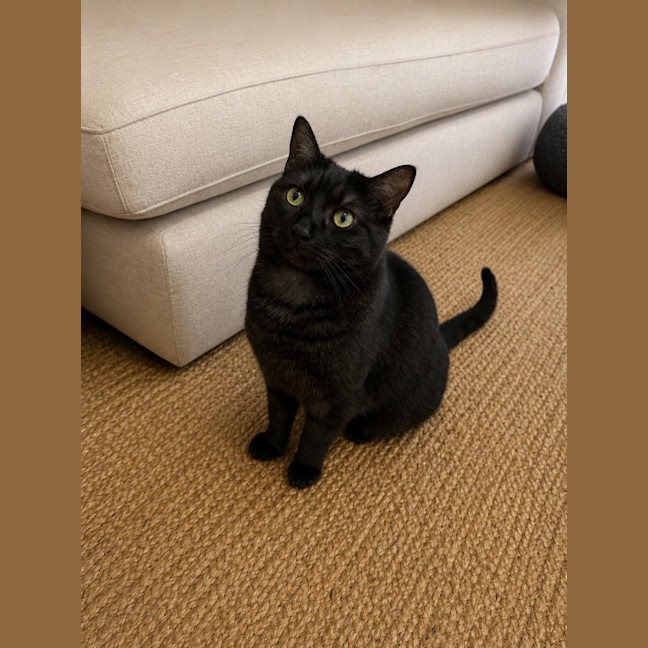 Photo of Cosmo