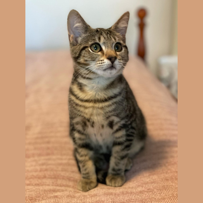 Photo of Chimon **2nd Chance Cat Rescue**