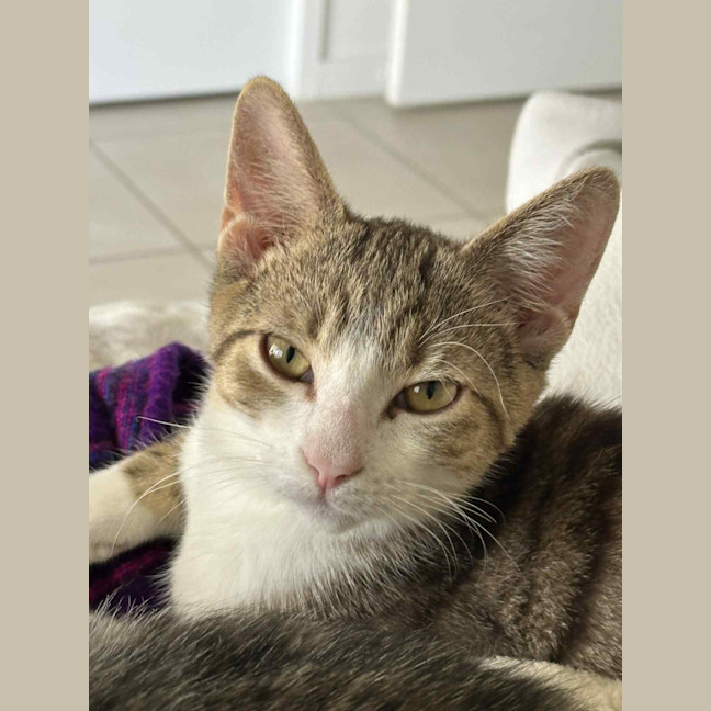 Photo of Marmalade