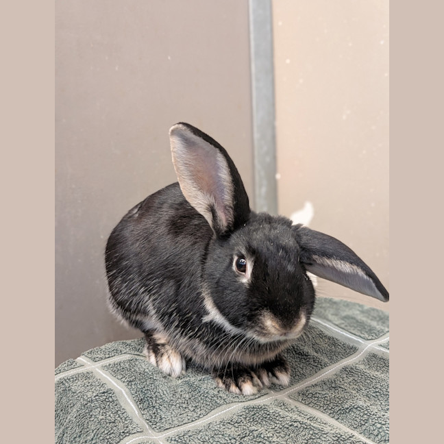 Photo of Otto