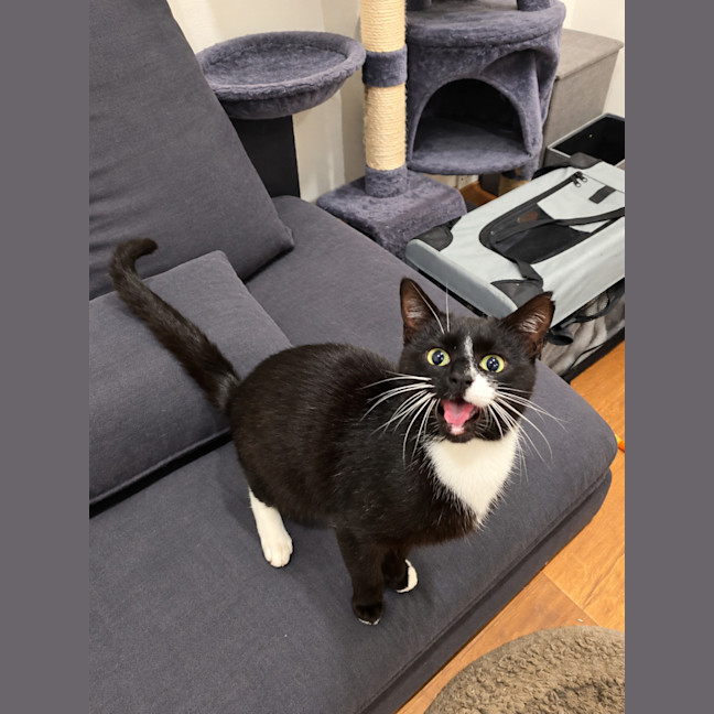 Photo of Toothless
