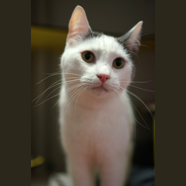 Photo of Wicket