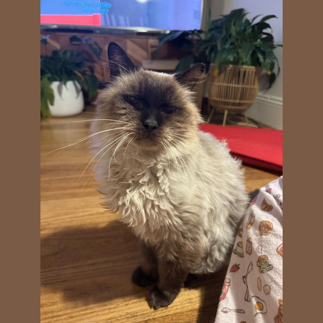 Photo of Elvis Presley