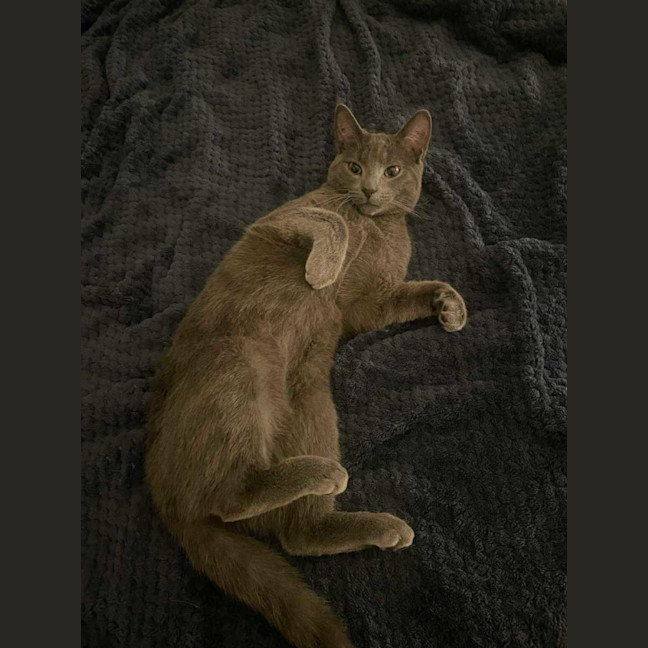 Photo of 🩶 Nico 🩶