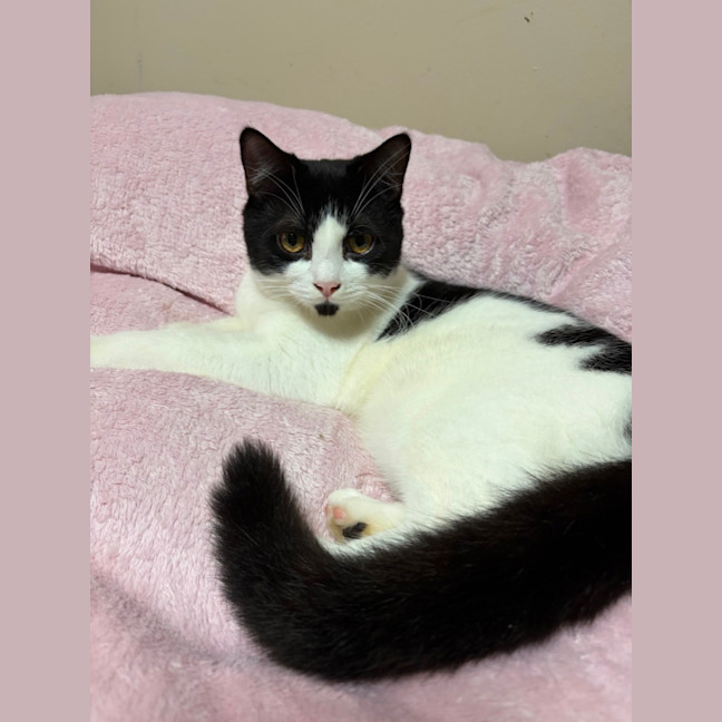Photo of Domino 