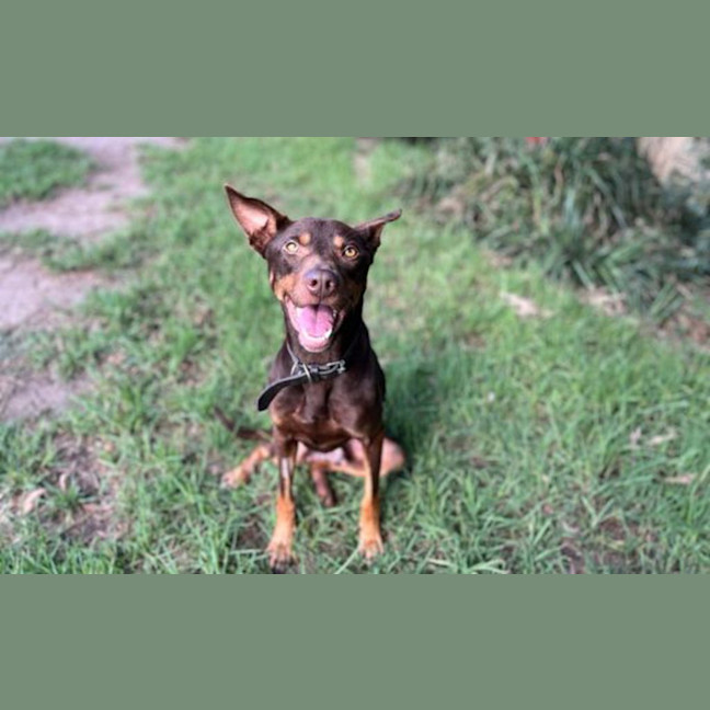 Photo of Mango