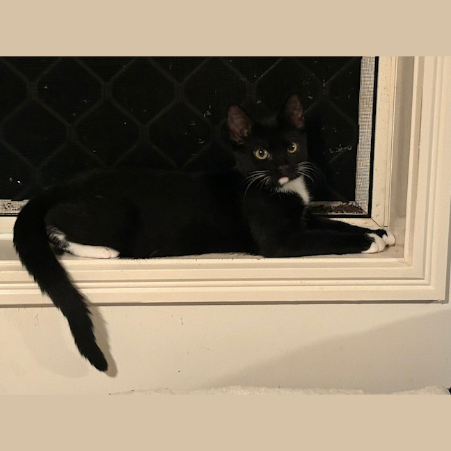 Photo of Rocket