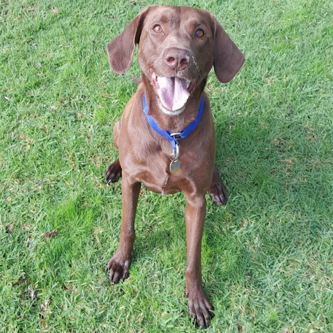 Photo of Scout