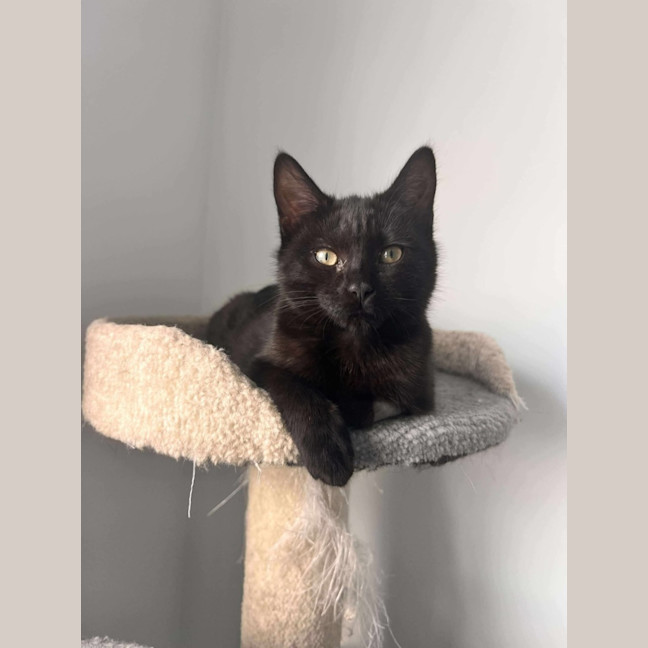 Photo of Pippa