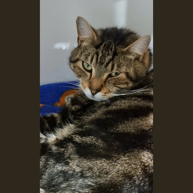 Photo of Porkchop