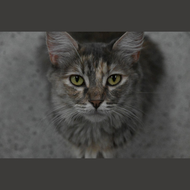 Photo of Tutu