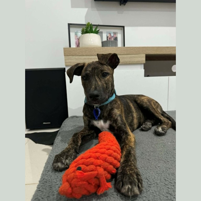 Photo of Remi   5 Month Old Bull Arab X