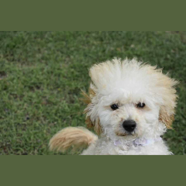 Photo of Sophia (Fifi)