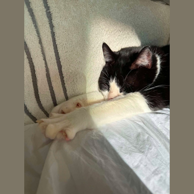 Photo of Charlie   Located In Brunswick West